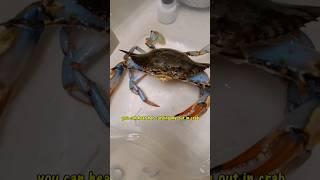 giving my crab a bath #fishing #aquarium #viral #bluecrab