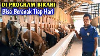 Breeding 100 Indukan Cuma Di Kerjakan Sendiri Masih Ringan