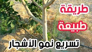 طريقة طبيعية لتسريع نمو الاشجار في أسرع وقت & Accelerate the growth of trees