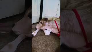 slipping time . cow calf . jadeja dishaba # shorts # short #  viral