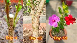 Hibiscus Multiple Grafting Technique WITH UPDATE  Grafting Techniques  How To Grafting  Grafting