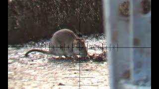 The Airgun Show – Hectic daytime rat shoot PLUS top night hunting shots with Nite Site…