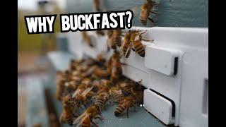 Why Buckfast Bees?