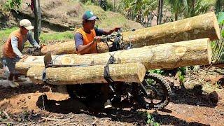 extraordinary skills in carrying large logs using a homemade motorbike