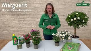 Marguerit