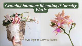 Easy Tips & Tricks on Growing Summer Blooming & Novelty Phalaenopsis Orchids