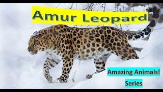 Amur Leopard facts  Only in  and northern  Endangered Species 