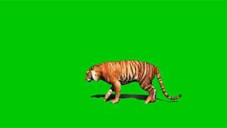 Harimau Green screen