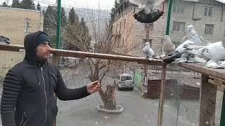 Бойные голуби В гостях у Алика 04.01.20 Грузия Тбилиси.  Roller pigeons