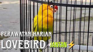 PERAWATAN HARIAN LOVEBIRD JANTAN BAHAN KONSLET