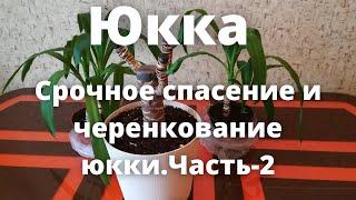 Юкка.Срочное спасение и черенкование юкки.Часть-2