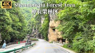 Drive through the Shennongjia forest area - the most mysterious virgin forest in China-4K HDR