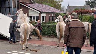 Ein absolut eindrucksvolles Spektakel- Pferde verladen in Hedel NL 07.11.2022