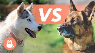 Siberian Husky VS German Shepherd  Which Is Best for You?