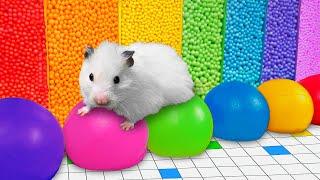  Colorful Hamster Maze with Balloons  OBSTACLE COURSE