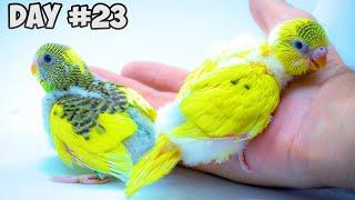 Baby Budgies Daily Growth Story A Diary