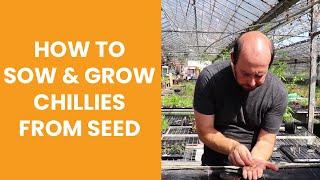 How to sow & grow chillies from seed