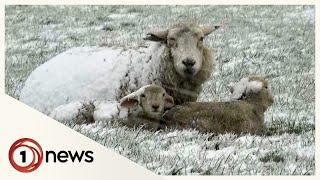 Unseasonal cold snap brings snow to South Island