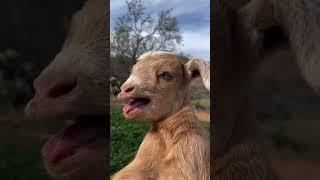 YouTube short #kambinglucu #anakkambing #goat