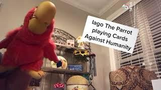 Iago the Parrot reads Cards Against Humanity Gilbert Gottfried impression