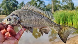 I caught my biggest Silver Perch fishing at Arboretum Dam