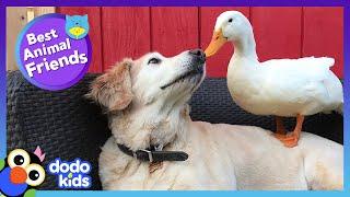 85 Minutes Of Animals Who Are Absolutely Obsessed With Each Other  Animal Videos  Dodo Kids