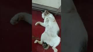 Kucing boci lucu #shorts #videoshorts