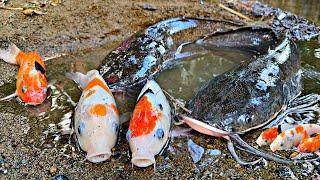 Menangkap ikan lele raksasa dalam lubang ikan hias ikan koi ikan cupang ikan sapu sapu lobster