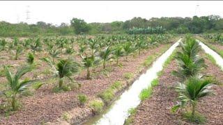 How to planting coconut fast and new technique  Coconut Crops