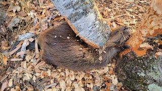 Beaver CRUSHED by Tree Full Video