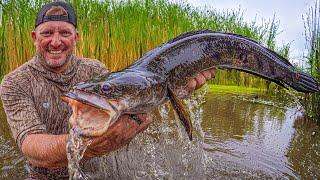 These fish have TAKEN OVER South Florida {Catch Clean Cook}