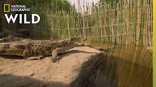 Wild Crocodiles in Cambodia  Wild Monsoon