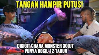 GELO TANGAN HAMPIR PUTUS DIGIGIT CHANA MONSTER 300JT PUNYA BOCIL 12 TAHUN #KINGOFTHEJUNGLE