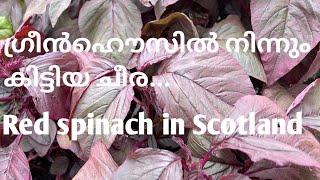 #Cheerakrishi…#Red spinach in Scotland.