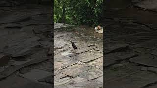 Common Myna search its food during rain