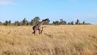 giraffe kick the lion attack video