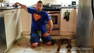 How to teach a Presa puppy Sit Stand & Down - Shield K9