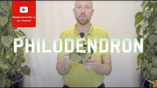 All you need to know about Philodendron scandens hederaceum Heart Leaf