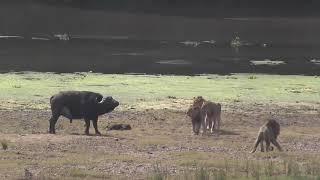 Lions Attack Buffalo    Lion Kills Baby Buffalo Calf    Animal Attack