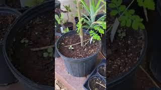 Propagating Moringa Update #2