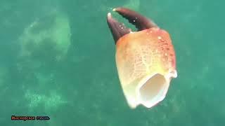 Симеиз пляж Нарышкинские камни Башмак  подводные гроты подводное плавание в Крыму Черное море 