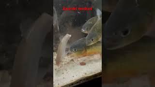 PIRANHA vs Chubb Live Feeding ️️ #shorts