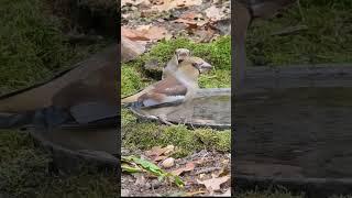 #bird #nature #дубонос