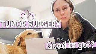 Blood Test RESULTS  Service Dog Buddys PRE-OP BLOODWORK before Dog Tumor Surgery