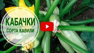 Какой сорт кабачков выбрать?  Кабачки КАВИЛИ  Секреты выращивания