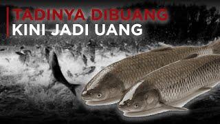 ASIAN CARP REBRANDING OLEH AMERIKA SERIKAT MENJADI COPI