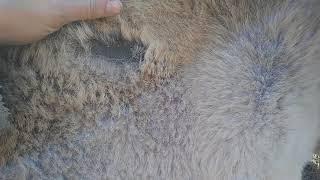 Winter shedding removes ALL the hair at spots