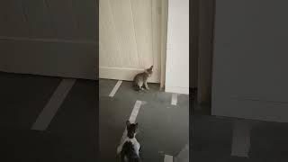 Cute Cats Are Waiting To Open The Door I Beautiful Short I Filmmaker Ajay Anand Vlogs I 2023 #shorts