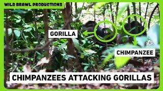 CHIMPANZEES KILLS GORILLAS  Rare Video Of Chimps Attacking And Killing Infant Gorillas