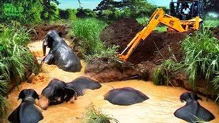 Drowning elephants saved from a muddy well